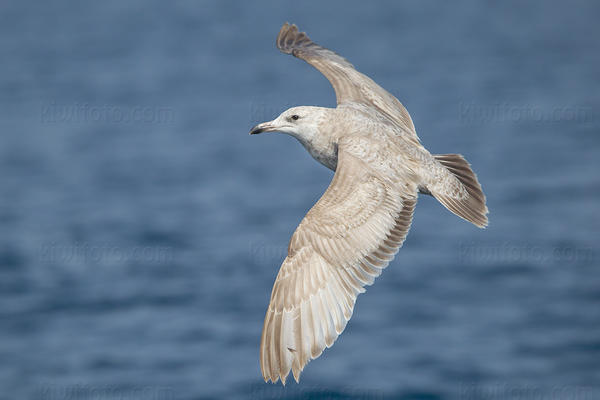 American Herring Gull (Herring x Glaucous-winged?)