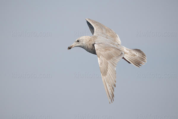 Herring Gull (Herring x Glaucous-winged?)