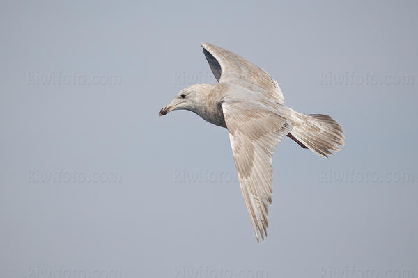 American Herring Gull (Herring x Glaucous-winged?)