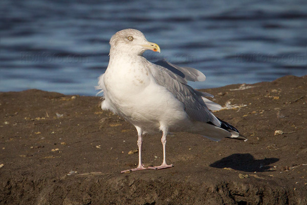 Herring Gull Picture @ Kiwifoto.com