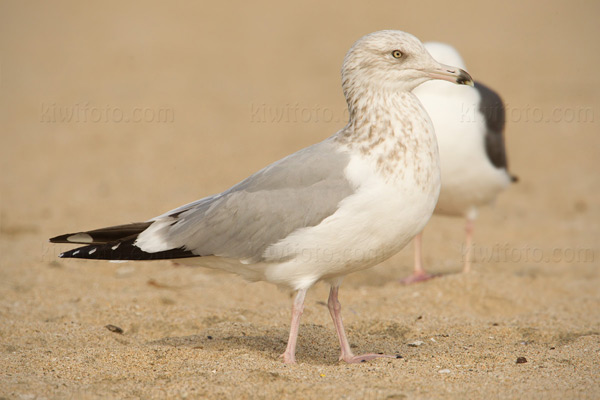 Herring Gull (3rd cycle, advanced PB4 molt)