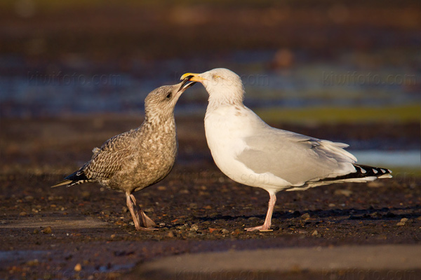 Herring Gull Picture @ Kiwifoto.com