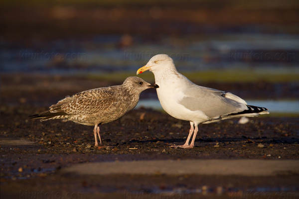 Herring Gull Photo @ Kiwifoto.com