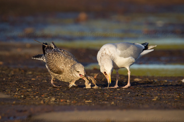 Herring Gull Image @ Kiwifoto.com