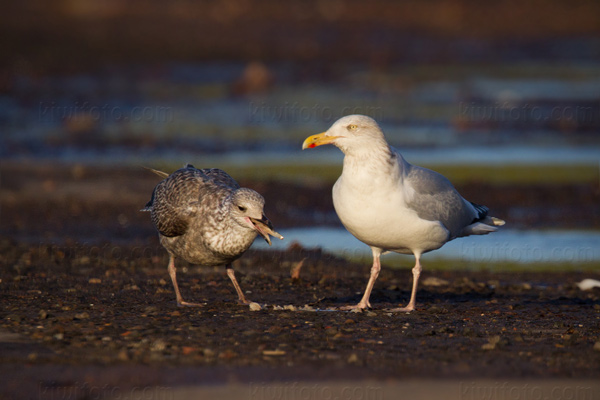 Herring Gull Photo @ Kiwifoto.com