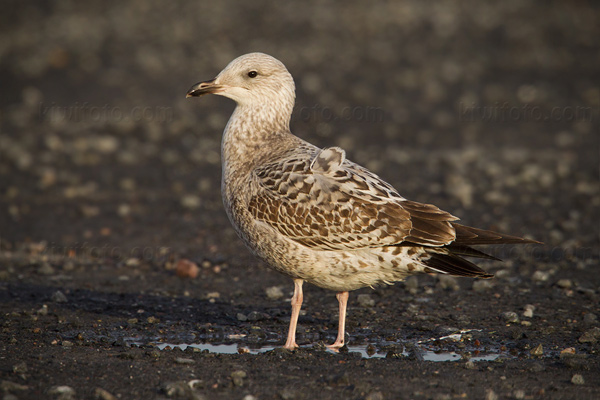 Herring Gull Picture @ Kiwifoto.com