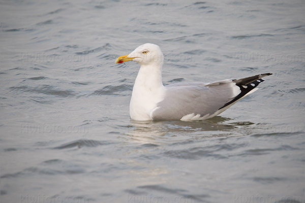 Herring Gull Photo @ Kiwifoto.com