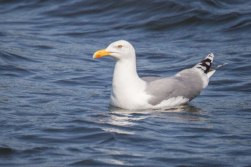 Herring Gull @ Björko, Stockholms län, Sweden