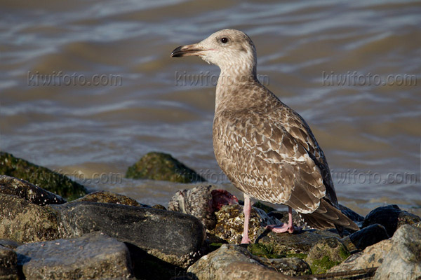 Herring Gull Picture @ Kiwifoto.com