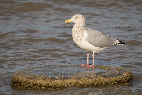 Herring Gull Image @ Kiwifoto.com