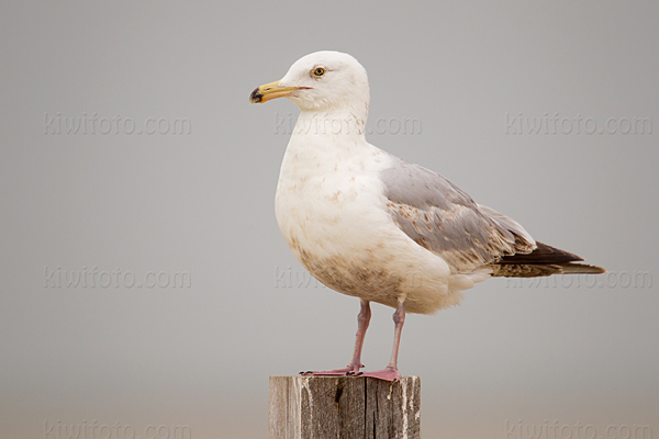 Herring Gull Image @ Kiwifoto.com