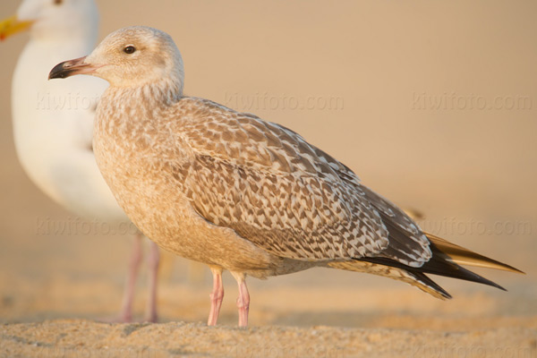 Herring Gull (1st cycle)