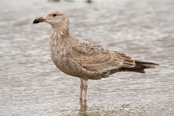 Herring Gull Picture @ Kiwifoto.com
