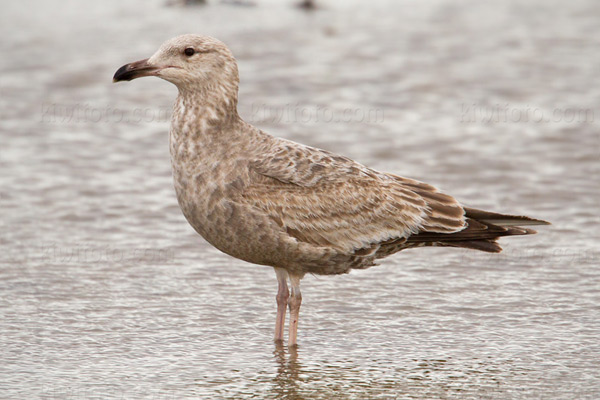 Herring Gull Image @ Kiwifoto.com