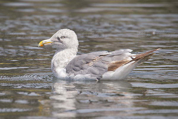 Herring Gull Image @ Kiwifoto.com