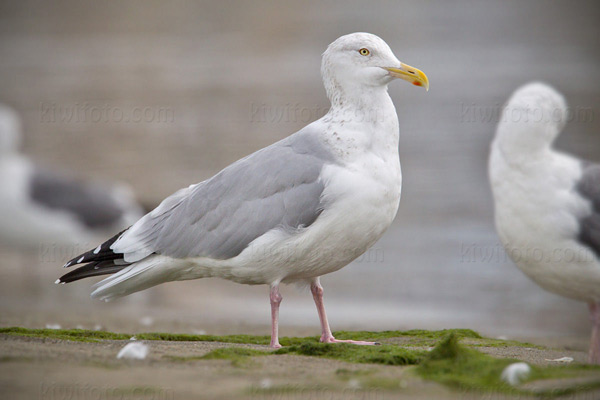 Herring Gull Image @ Kiwifoto.com