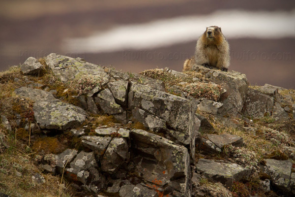 Hoary Marmot Picture @ Kiwifoto.com