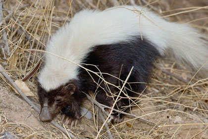 Hog-nosed Skunk Image @ Kiwifoto.com