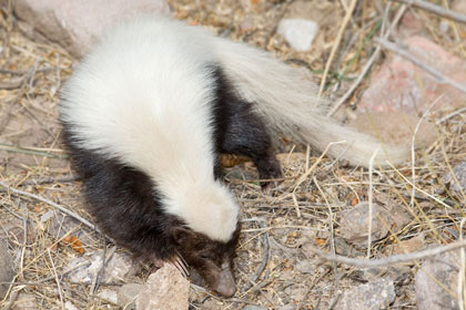 Hog-nosed Skunk Photo @ Kiwifoto.com
