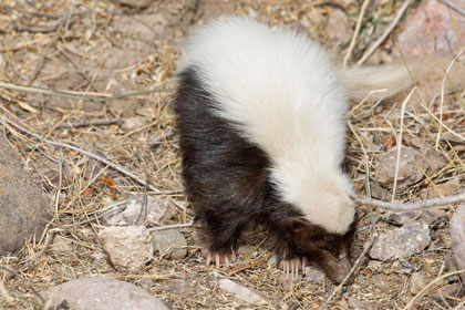 Hog-nosed Skunk Image @ Kiwifoto.com