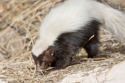 Hog-nosed Skunk Picture @ Kiwifoto.com