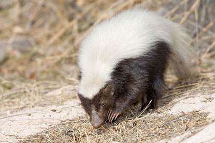 Hog-nosed Skunk Picture @ Kiwifoto.com