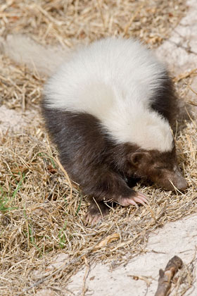 Hog-nosed Skunk Image @ Kiwifoto.com
