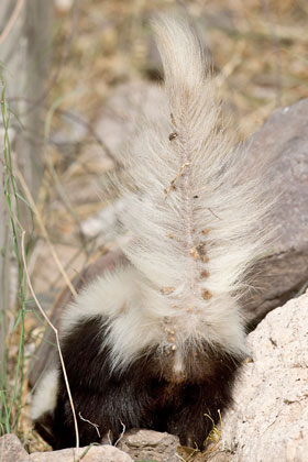 Hog-nosed Skunk Picture @ Kiwifoto.com