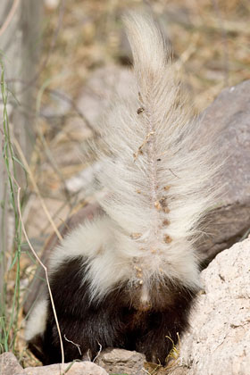 Hog-nosed Skunk Image @ Kiwifoto.com