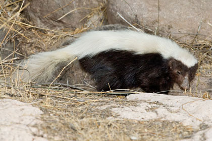 Hog-nosed Skunk Image @ Kiwifoto.com