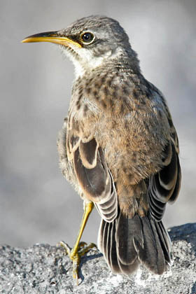 Hood Mockingbird Picture @ Kiwifoto.com