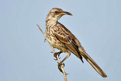 Hood Mockingbird Photo @ Kiwifoto.com