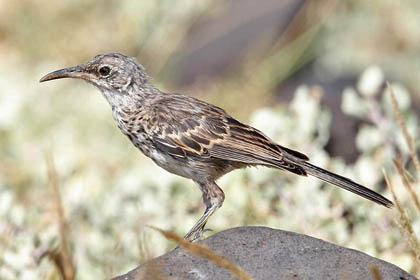 Hood Mockingbird Picture @ Kiwifoto.com