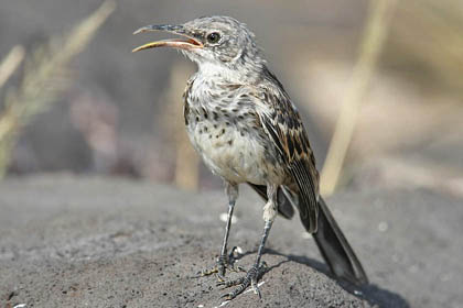 Hood Mockingbird Picture @ Kiwifoto.com