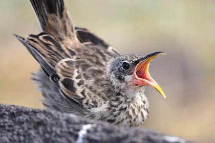 Hood Mockingbird Picture @ Kiwifoto.com