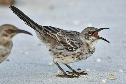 Hood Mockingbird Image @ Kiwifoto.com