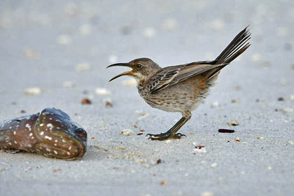 Hood Mockingbird Picture @ Kiwifoto.com