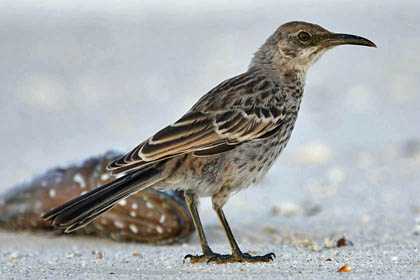 Hood Mockingbird Picture @ Kiwifoto.com