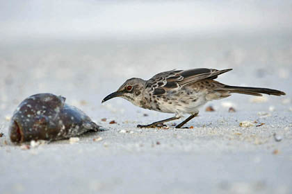 Hood Mockingbird Image @ Kiwifoto.com