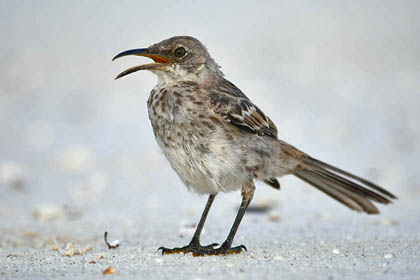 Hood Mockingbird Picture @ Kiwifoto.com
