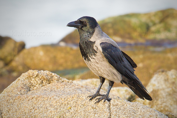 Hooded Crow Picture @ Kiwifoto.com