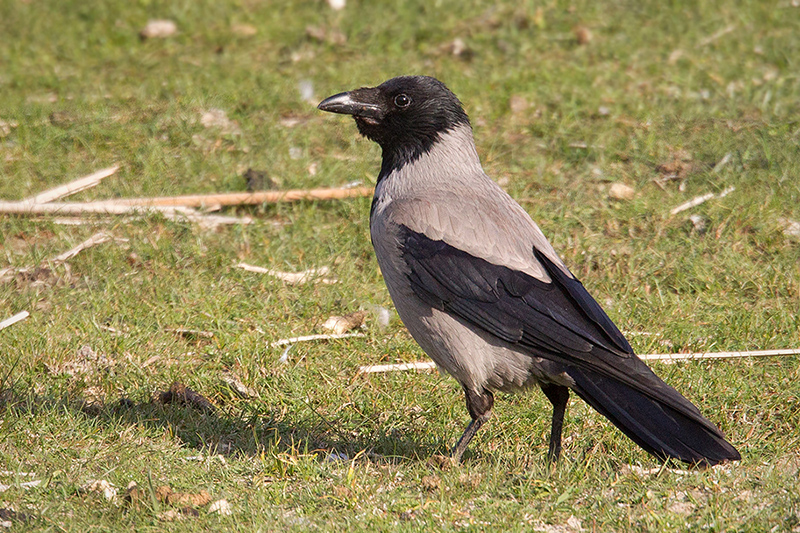 Hooded Crow Photo @ Kiwifoto.com