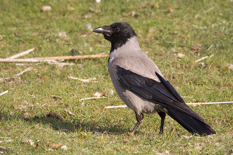 Hooded Crow @ Hejresøe, Hovedstaden, Denmark Hooded Crow @ Hejresøe, Hovedstaden, Denmark