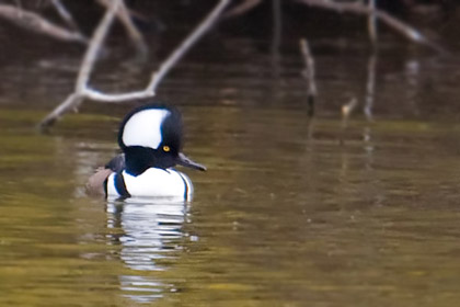 Hooded Merganser Photo @ Kiwifoto.com