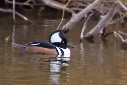 Hooded Merganser Picture @ Kiwifoto.com