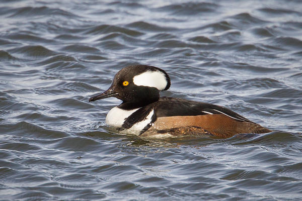 Hooded Merganser Photo @ Kiwifoto.com