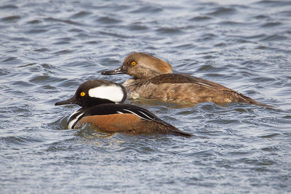 Hooded Merganser Photo @ Kiwifoto.com