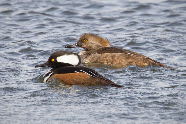 Hooded Merganser Image @ Kiwifoto.com