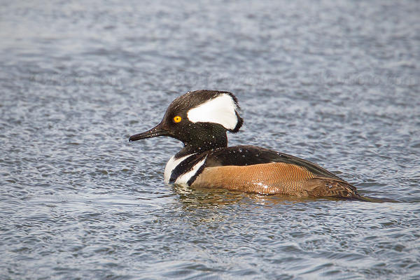 Hooded Merganser Photo @ Kiwifoto.com