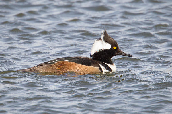 Hooded Merganser Image @ Kiwifoto.com